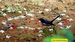 Oriental Magpie Robin catching ants