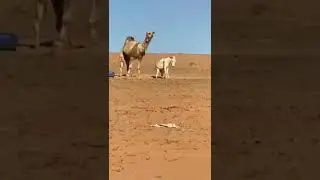 Camel Vs Donkey Fight