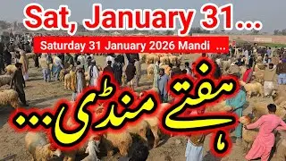 ​Mandi ka Sultan: Tufani Bachada! 🔥 31 January 2026 Mandi sabse bari kharedari 😱 Dekhein aaj Mandi 