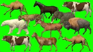 Animals stampede green screen | Zoo animals green screen | Green screen animal | Animals stampede