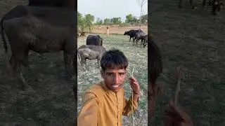 Fasil Kamboh TikTok star ⭐⭐ #villagelife #farminglife #pakistanivlogger #queenstar #dailyvlog