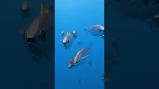Amazing Facts About Tuna Fish 😱 Part 2 #shorts