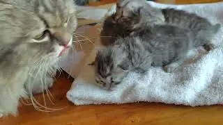 子猫の目が開いてきました
