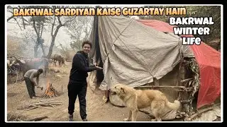 How Bakrwal Survive Winter in Hot Tents| Nomadic Mountain Life