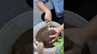 xem người ta tận dụng những c&aacute;i th&ugrave;ng b&ecirc; để trồng khổ qua