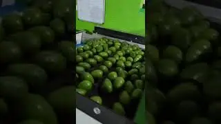 Avocado washing waxing grading sorting machine#machine #avocado #mexico #kenya #tanzania  #farming