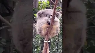 &ldquo;A koala that spends every day in a deep sleep.&rdquo;#shorts #animals #cute #koala