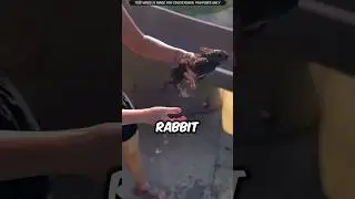 Девочка спасла тонущего в бассейне кролика 🐰 | #вирусный #факты #кролик