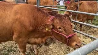 Widecombe Fair Devon England 2022