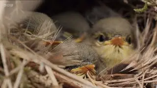 Compilation of the Willow Warbler nest at Longshaw Estate, Peak District | Springwatch 2025