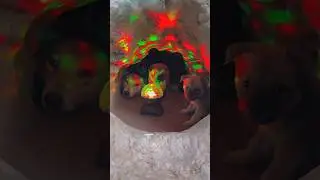 puppys dj party #love #cute #djhemantrajsongs #pet #funnypuppy #cutepuppy #cute #cute