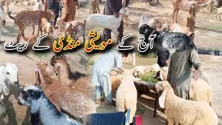 Maveshi Mandi Haroonabad 2025 | Bakra, Bakri & Chhitra Latest Price Update Today 🐐💰