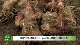 TOPINAMBURUL, plantă &bdquo;INCREDIBILĂ&rdquo; 27 09 2021