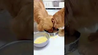 Cute pet, golden retriever, it's a dry dog gluttony, Record the daily life of fur kids #223