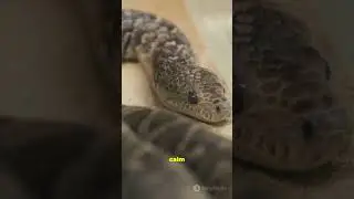 Hogg Island boa Snake Most amazing Facts #snake #facts #wildlife  #ai #dangeroussnake #hoggislandboa