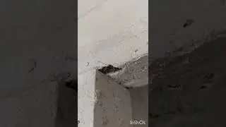 Жк 