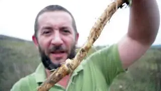Cum recoltam radacina de Cicoare (Cichorium Intybus) ?