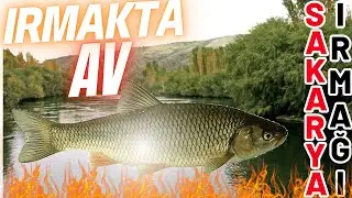 KEPENEZİN MEVSİMİ GELMİŞ! SAKARYA IRMAĞIN'DA KEFALKEPENEZ AVI  River chub hunt