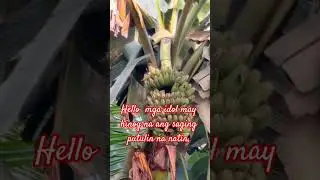 #banana #harvest #cooking @gerryramillano1965