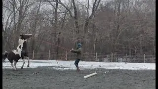 Reveille - Session 003 - Groundwork - Project Horse VLOG - Young Pinto Horse in Training - 02/23/18