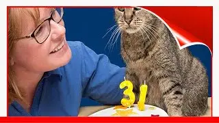 WorldS Oldest Cat Is 31 And Still Has Many Lives Left 😃