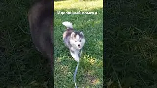 идеальные помски питомника Лавли Пэт. #puppy #husky #cute #хаски #pomsky #лавлипэт #помскимосква