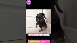 tiktok mashup | baby animals 79| cute animals 79v | cat 2022 | Funny videos | meme | memes | Part 50