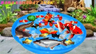 UNBOXING IKAN HIAS WARNA WARNI, IKAN MASKOKI, PLATY, MOLLY, MANFISH, IKAN CUPANG, IKAN BLUE POLAR
