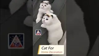 NEW Hanging plush cat toy