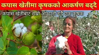 देशभर फैलँदै कपास खेती || Cotton cultivation spread throughout the country@KrishiSandesh#कृषि_सन्देश
