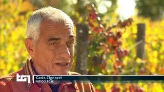 TG1 - Mozart per le vigne: Il Paradiso di Frassina