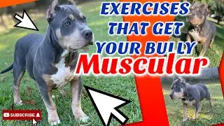 HOW TO BUILD AMERICAN BULLY MUSCLE | BULLY EXERCISES AND TRAINING TIPS FOR DOGS