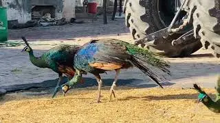 Green Java Peacocks