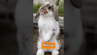 The Cutest Mini Pet? 🥹🐇 #minilop #pets
