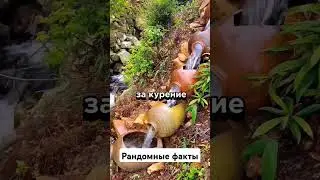 #facts #cartoon #skibiditoilet #шкибидитуалет #факты #fact #рек #candy
