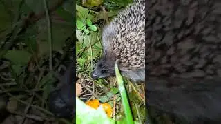 еж в городе!!! #shorts #animals #nature #facts #meme #memes