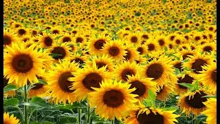 Sunflower Garden Tour, Brahmanbaria | Beautiful Sunflower | Yellow Garden | সূর্যমুখী ফুলের বাগান