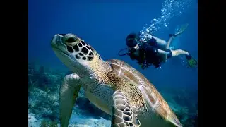 Waters for All: The National Marine Sanctuary Foundation's Vision