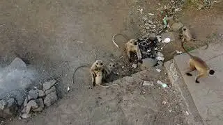 Monkey vs Drone #funny #trending #monkey