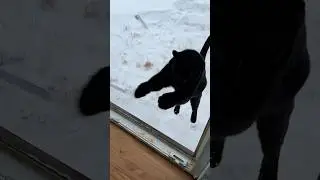 Panther came, panther left 😆