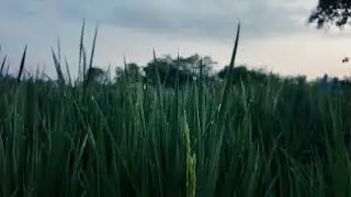 Walking Tour Indonesia - Yogyakarta, Jl. PGRI 2 Part 1
