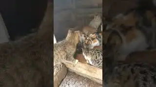 OLD WINTER SHELTER FOR STRAY CATS
