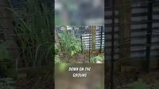 Cattle Panel Trellis  Best for Growing Tomatoes!