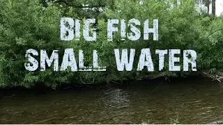 Crazy Fight with a Big Fish in Small Water | Fly Fishing New Zealand