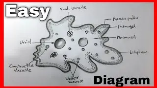 Amoeba Diagram drawing