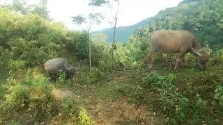 Lại tiếp tục đi chăn trâu ai mua alô mình nha 