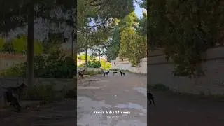Streetdogs Encounter - Venice und die Streuner-Bande #3 #hundeschulewillenskraft #streetdogs