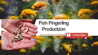 HOW FISH FINGERLINGS ARE PRODUCED.