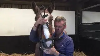 True Horsemanship with Michael Peace.  Bridling this horse that had an ear phobia was a big problem.