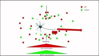 16-Attractive and repulsive cues used for axon guidance vs map formation-Wenyu Chen